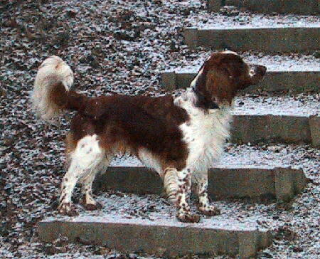 Welsh Springer Spaniel