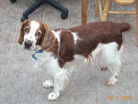Welsh Springer Spaniel 3