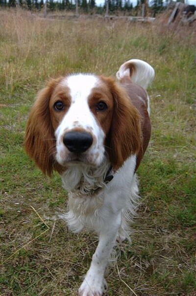 Welsh Springer Spaniel 2