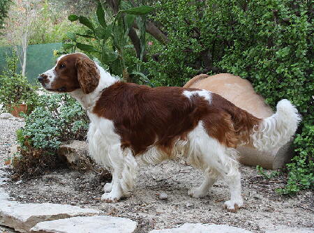 Foto vom Welsh Springer Spaniel